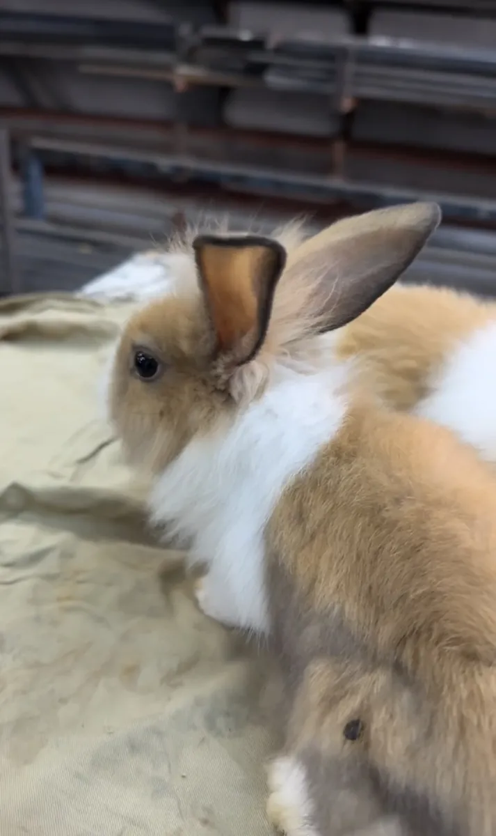 Voy a dar mis conejitos cabeza de león