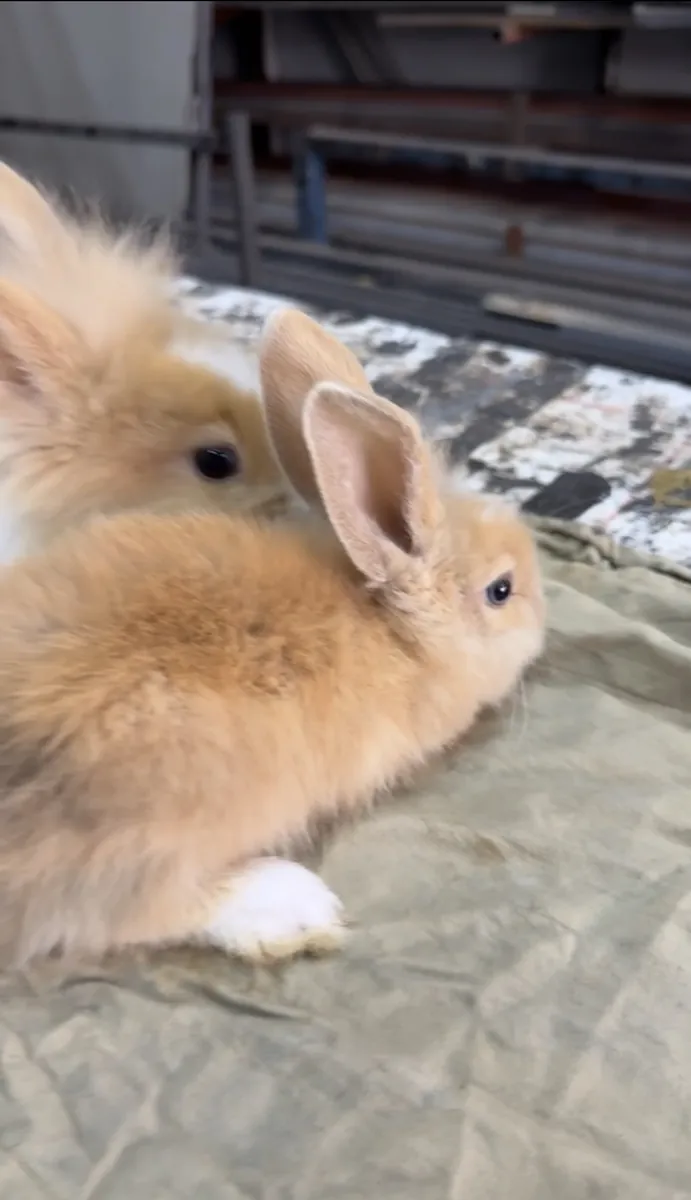 Voy a dar mis conejitos cabeza de león