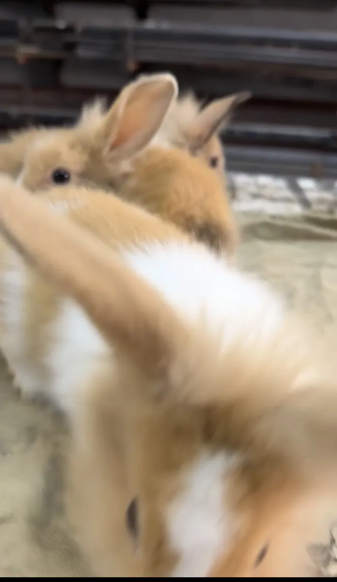 Voy a dar mis conejitos cabeza de león