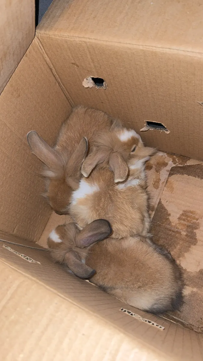 Voy a dar mis conejitos cabeza de león