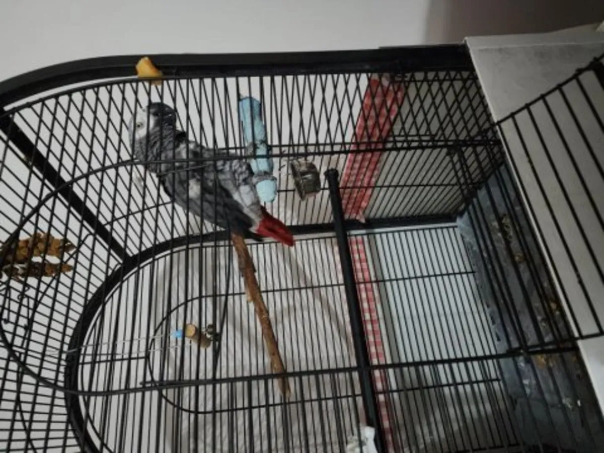 An African Grey Parrot that enjoys interacting with people is looking for a new home.