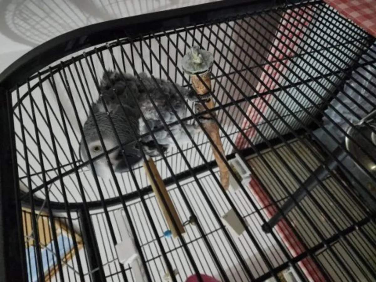 An African Grey Parrot that enjoys interacting with people is looking for a new home.