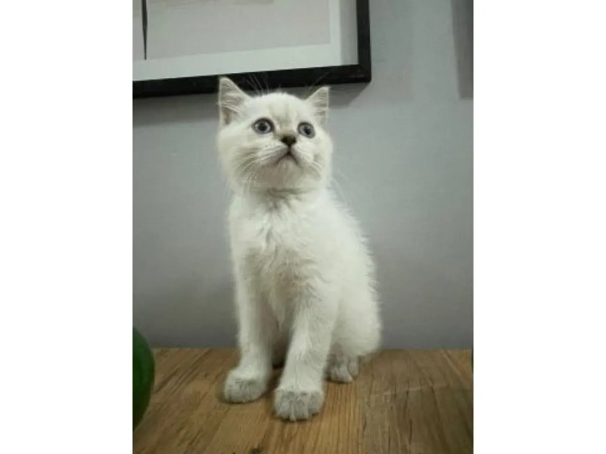 Un gato británico de pelo corto tranquilo busca un hogar estable.