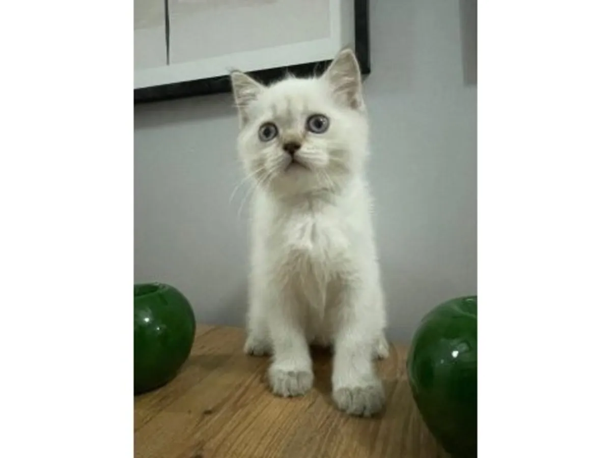 Un gato británico de pelo corto tranquilo busca un hogar estable.