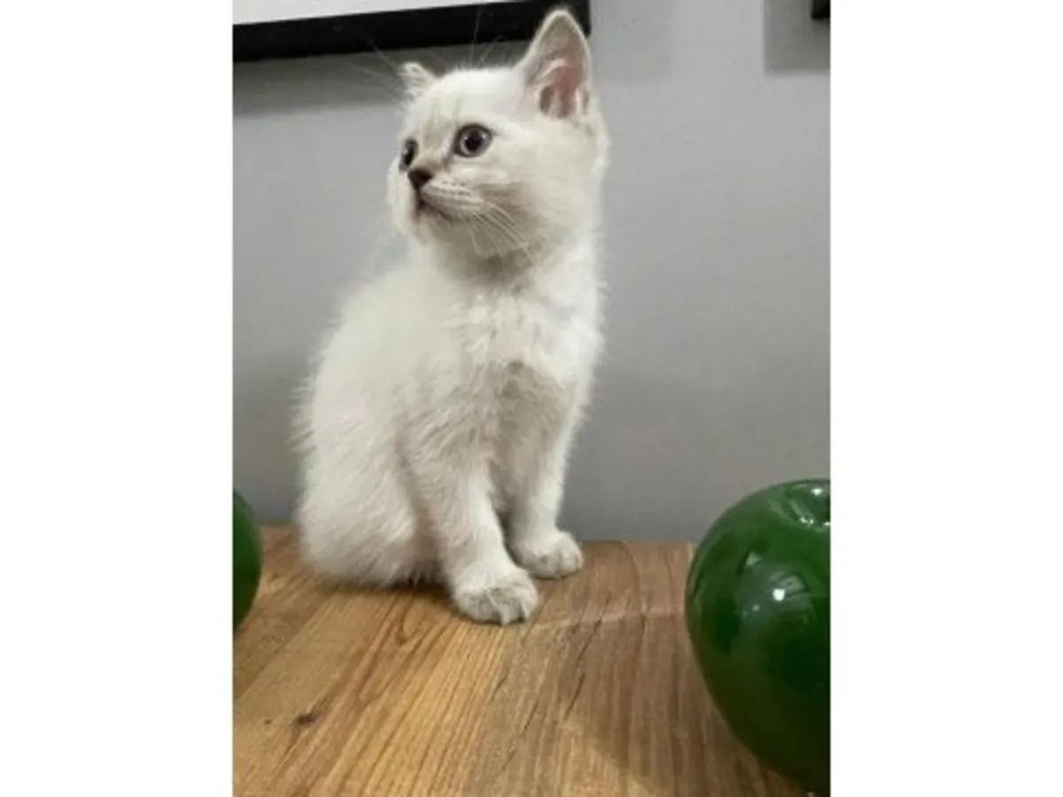 Un gato británico de pelo corto tranquilo busca un hogar estable.