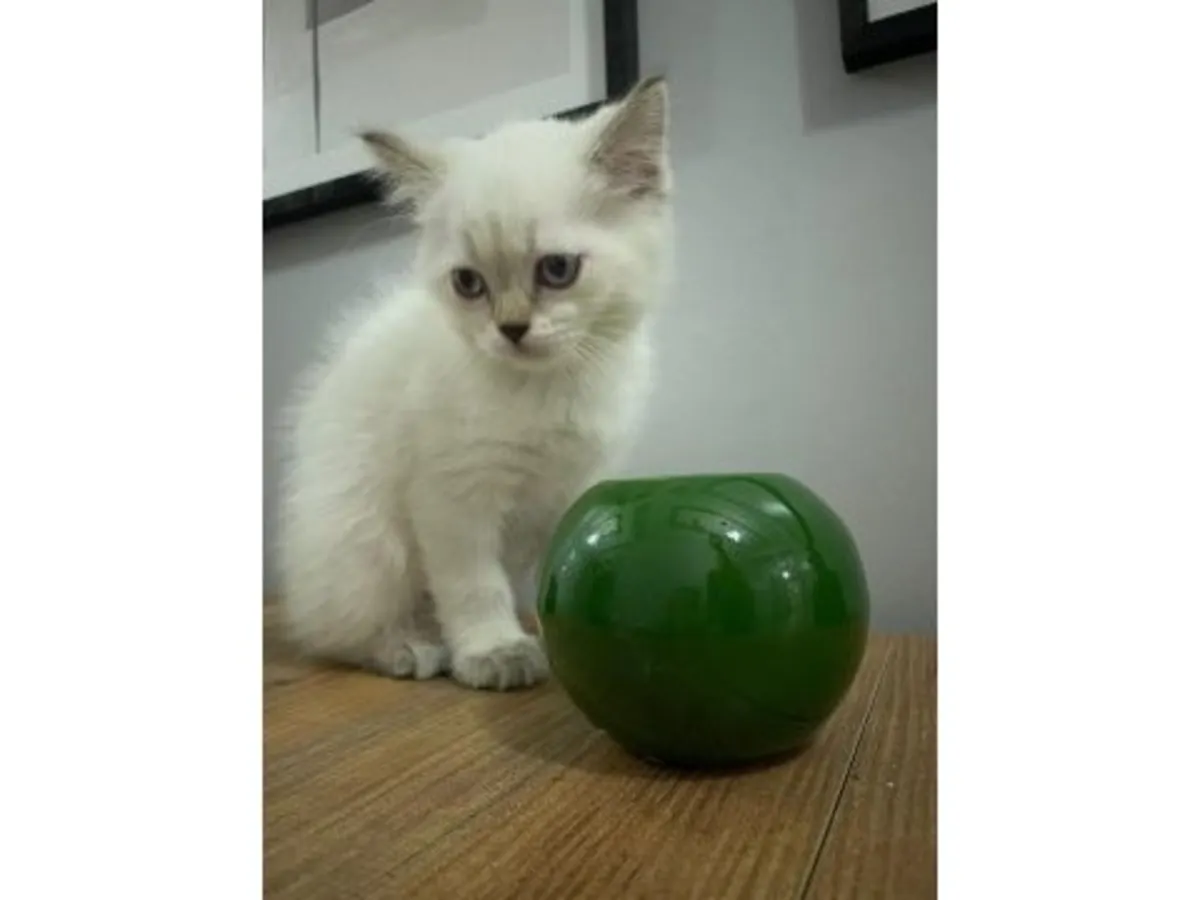 Un gato británico de pelo corto tranquilo busca un hogar estable.