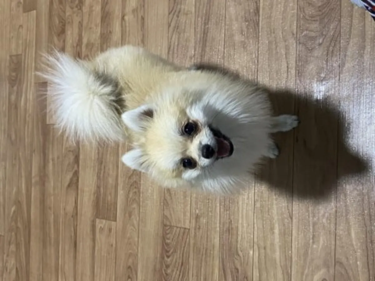 Un vivaz Pomerania blanco está buscando un nuevo hogar.