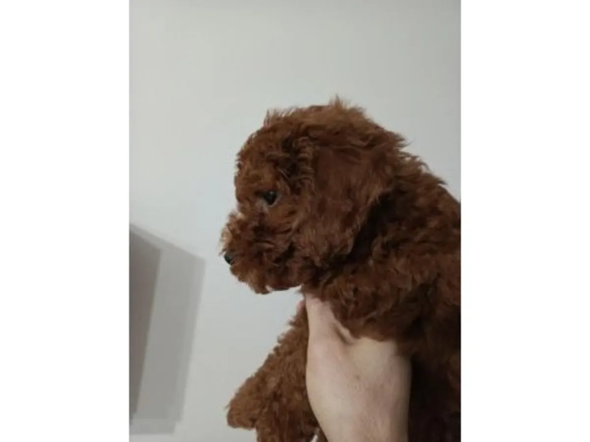 Продается умный щенок коричневого пуделя.