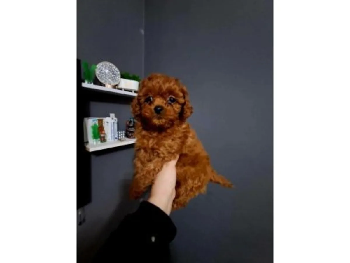 Продается умный щенок коричневого пуделя.