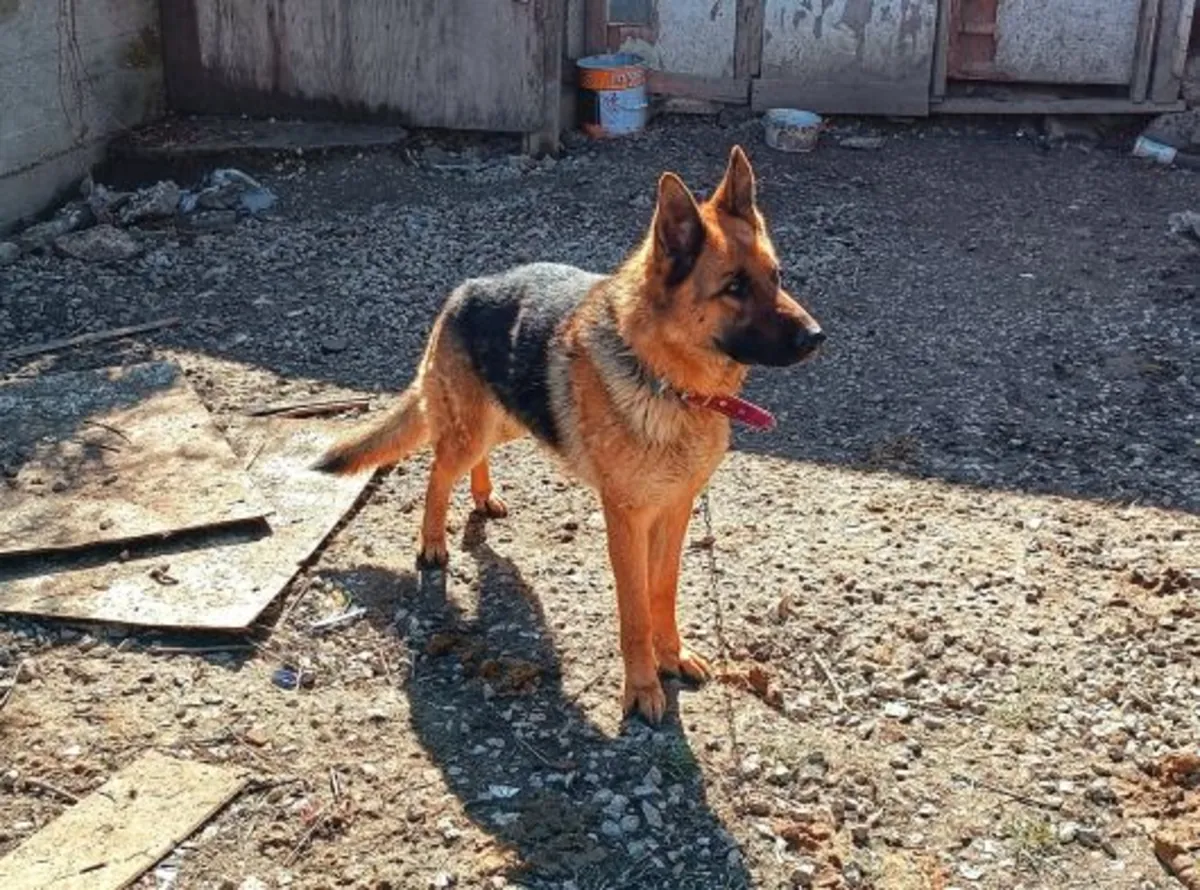 Преданная немецкая овчарка ищет новый дом.