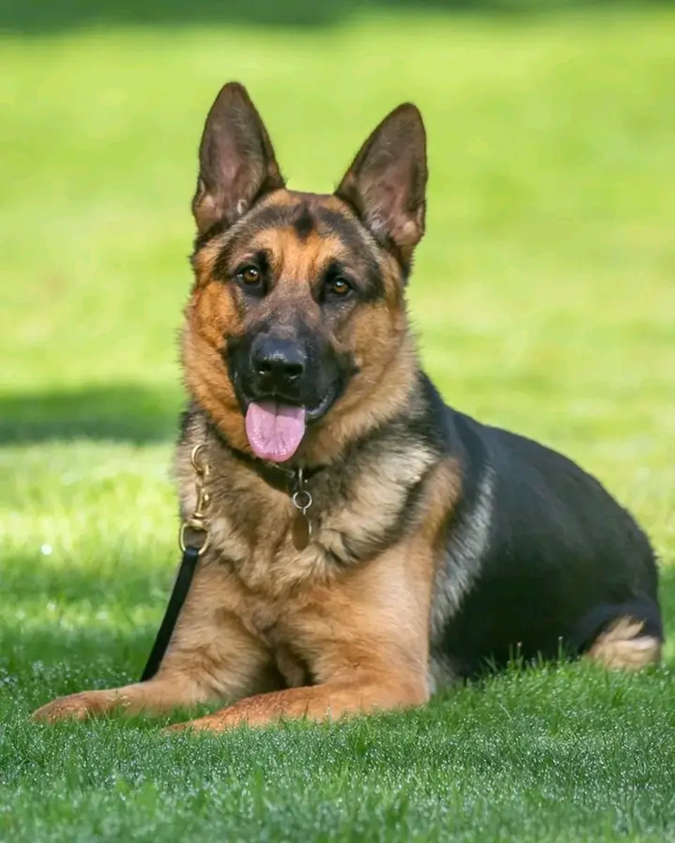 Superbe chiot berger allemand