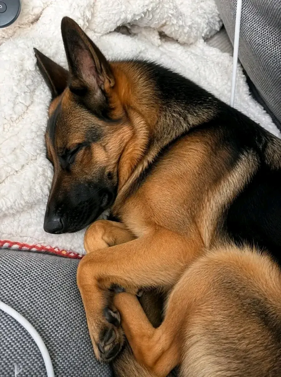 Superbe chiot berger allemand