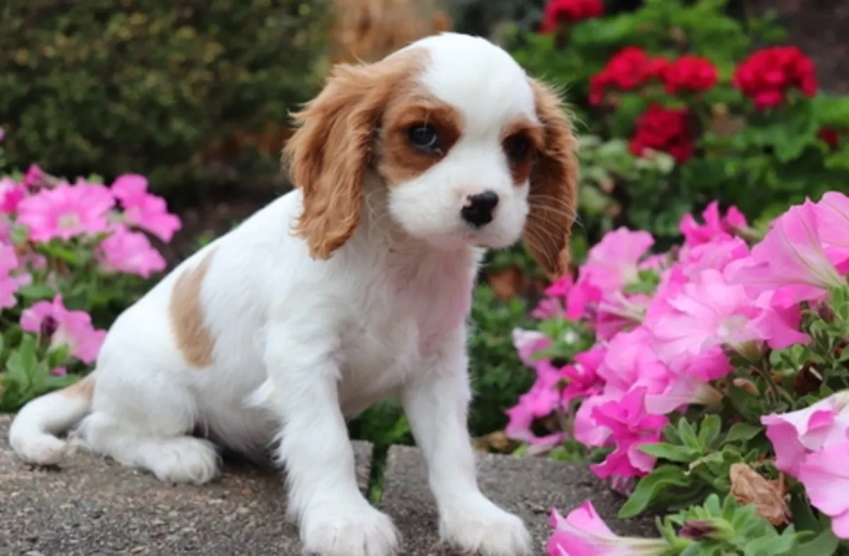 Cavalier King Charles Spaniel için iletişim e-posta: nkeawoma@outlook.com