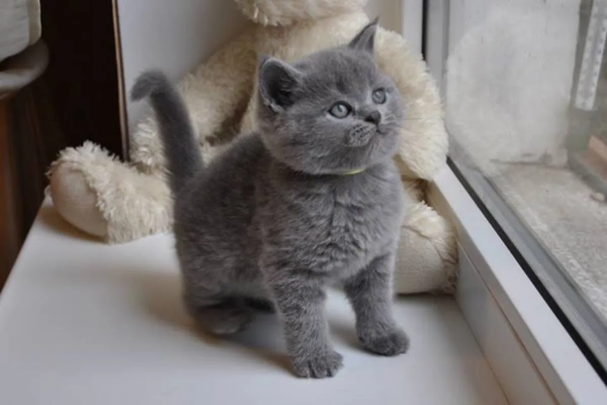 英国短毛猫公猫和母猫 联系邮箱 (nkeawoma@outlook.com)