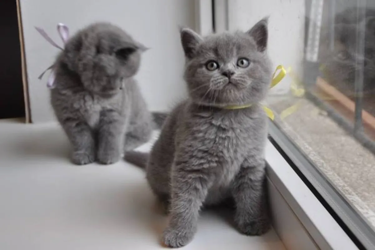 英国短毛猫公猫和母猫 联系邮箱 (nkeawoma@outlook.com)