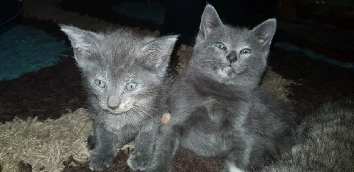漂亮的俄罗斯蓝猫，小公猫和小母猫。
