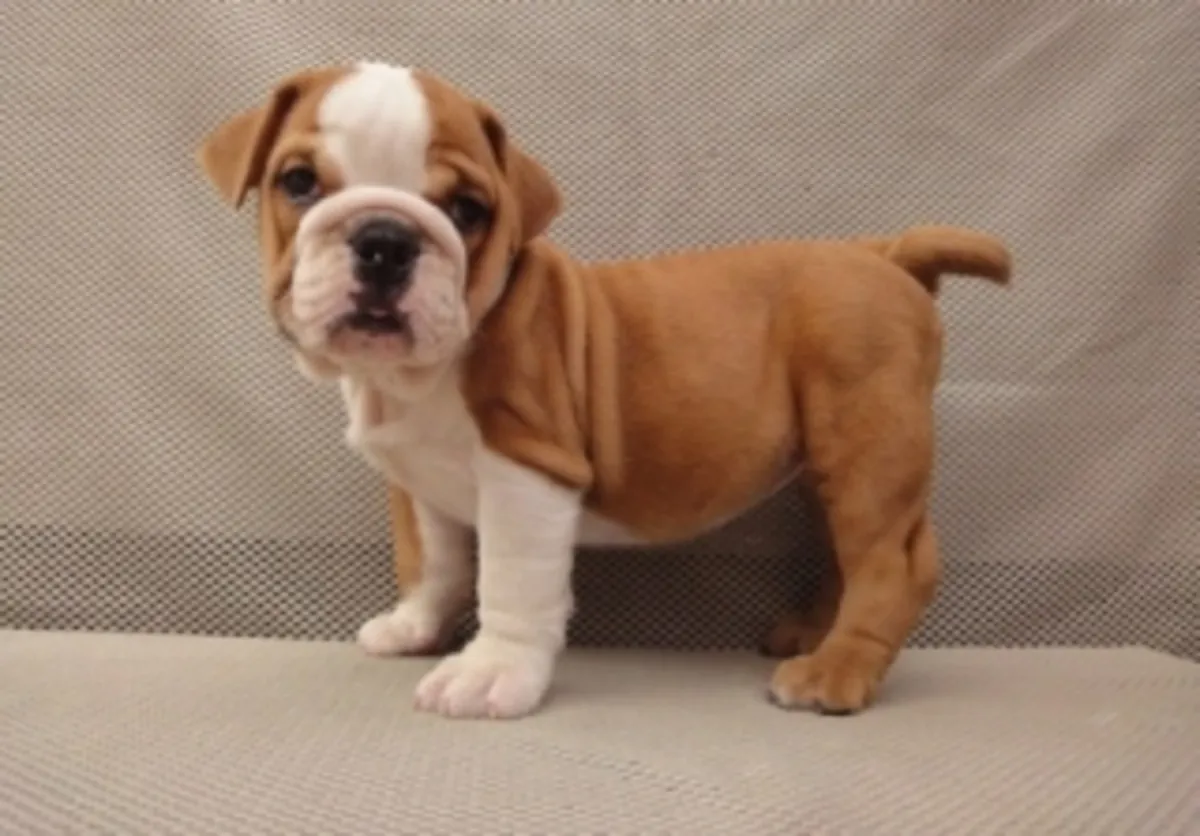 Bonito Bulldog Inglés en adopción.