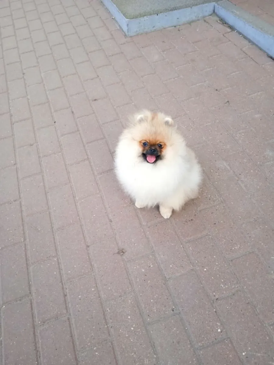 Spitz Pomeranian Puppy For Adoption.