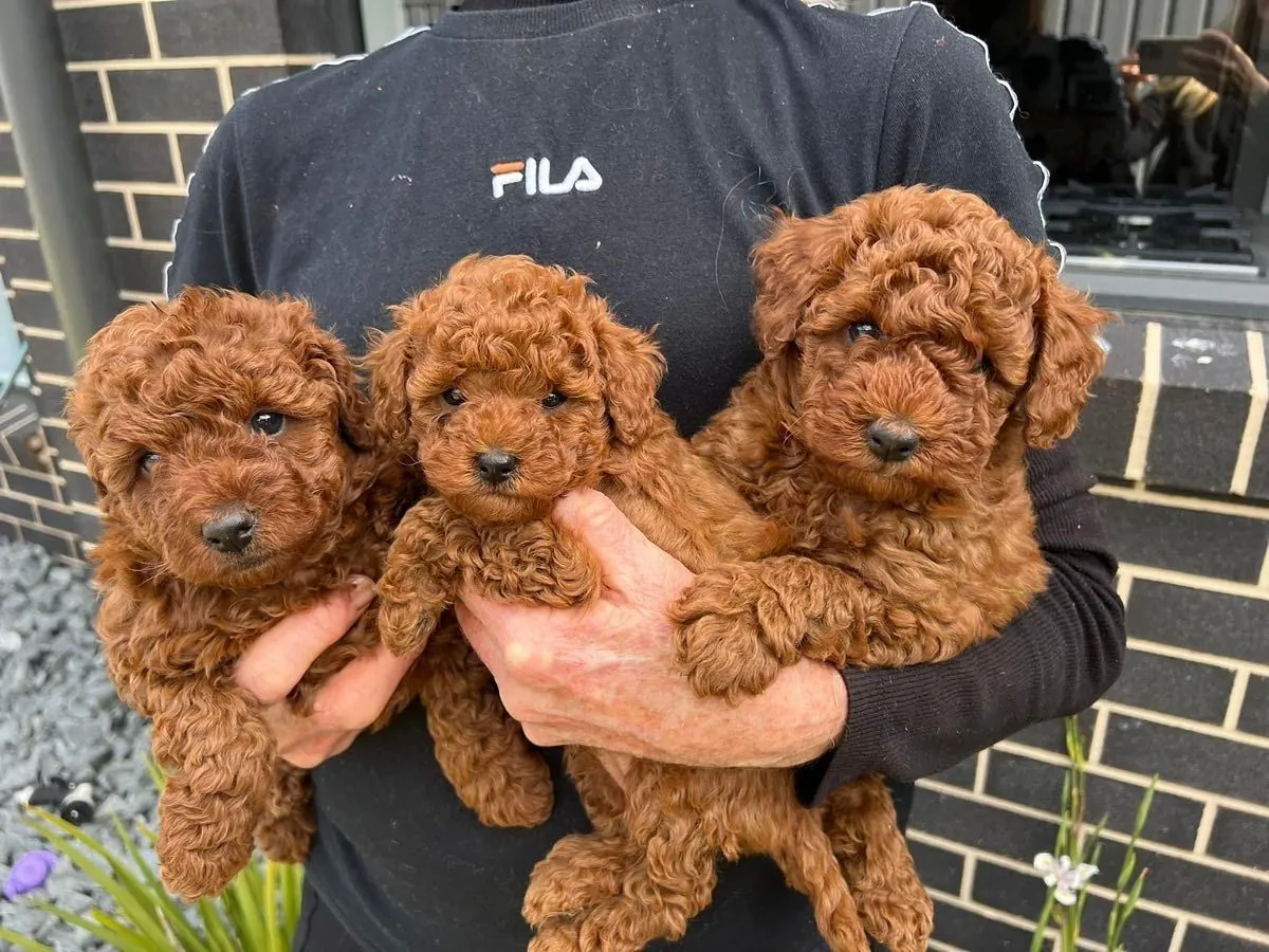 Deux chiots caniche toy disponibles