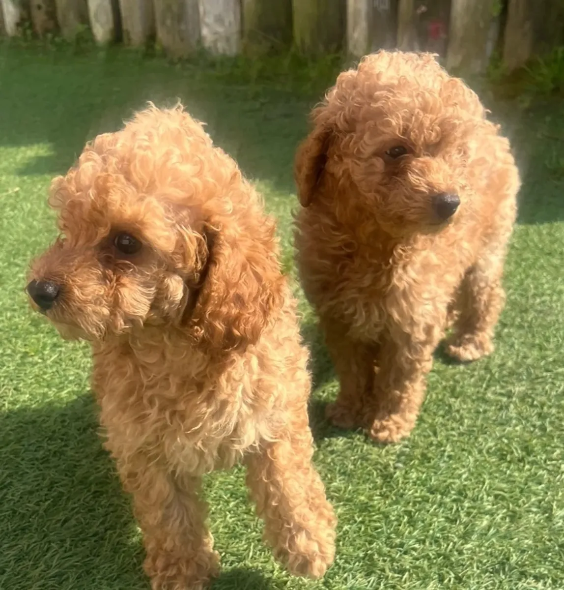 两只可爱的玩具贵宾犬幼犬现在可以领养