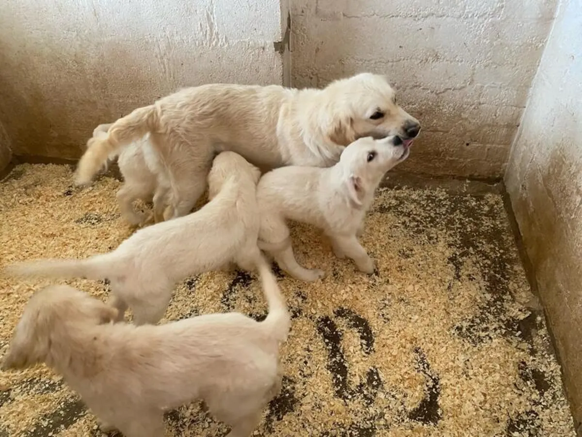 在犬舍俱乐部注册的金毛猎犬幼犬