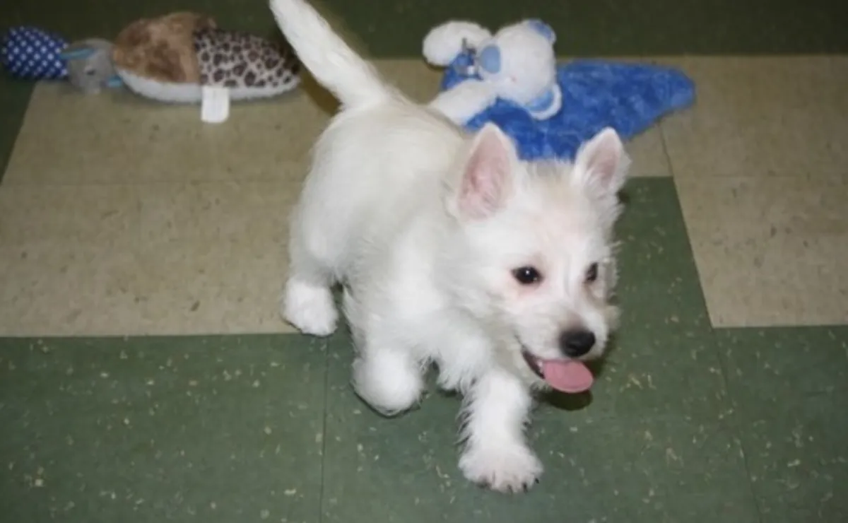 Chiots de West Highland White Terrier de excellente qualité