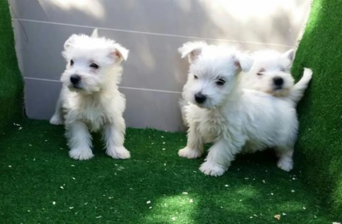 Chiots de West Highland White Terrier de excellente qualité