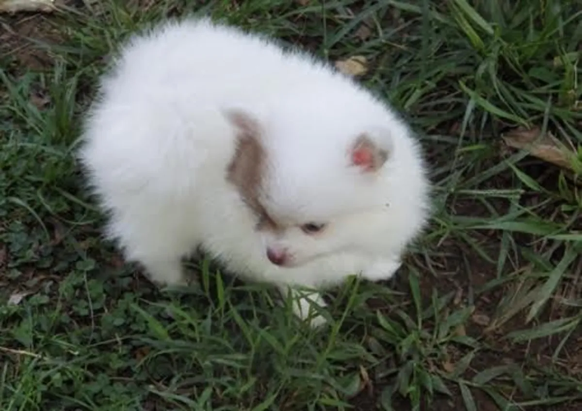可爱的博美犬幼犬可供出售。