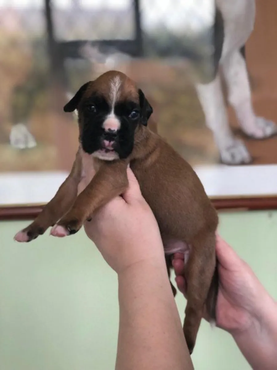 9 precious boxer puppies