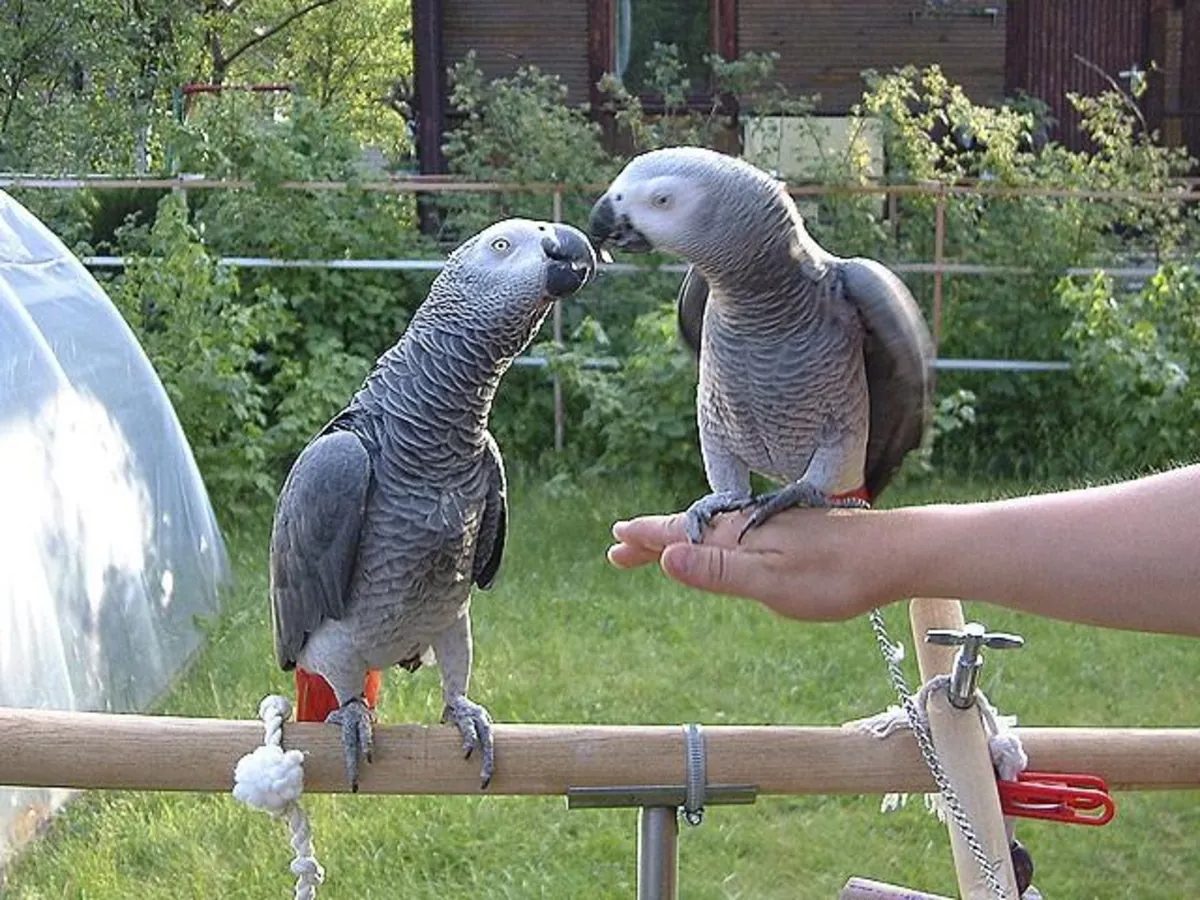 African grey parrots ready to go home.