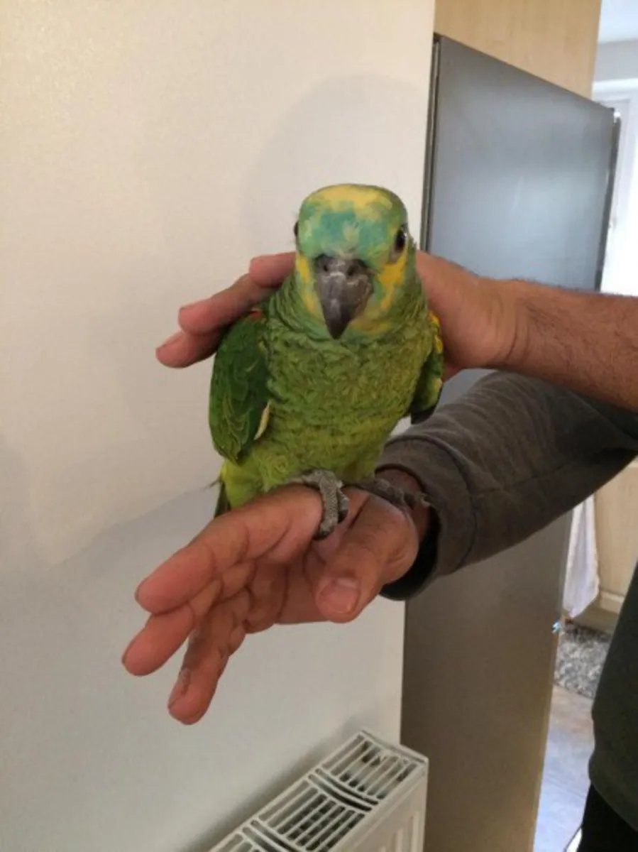 Magnificent male and female Amazon parrots.