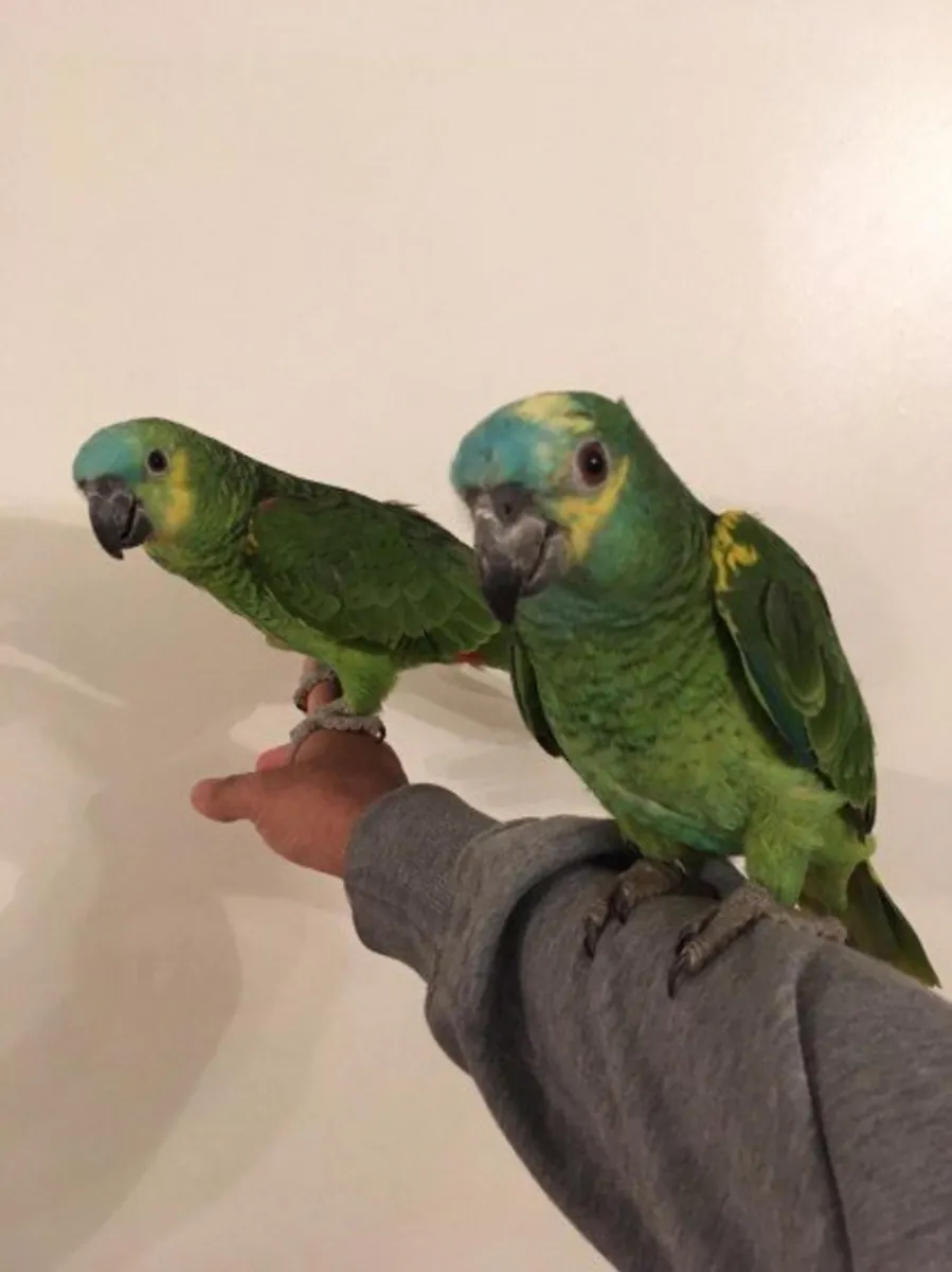 Magnificent male and female Amazon parrots.