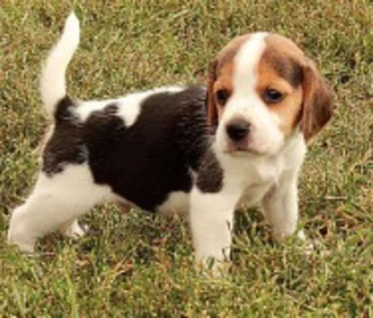 Chiots Beagle Tricolore Akulo