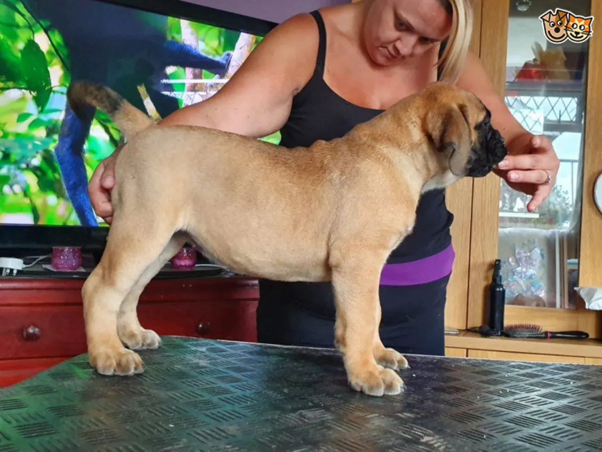 Chiens et chiots Bullmastiff de Sandra.