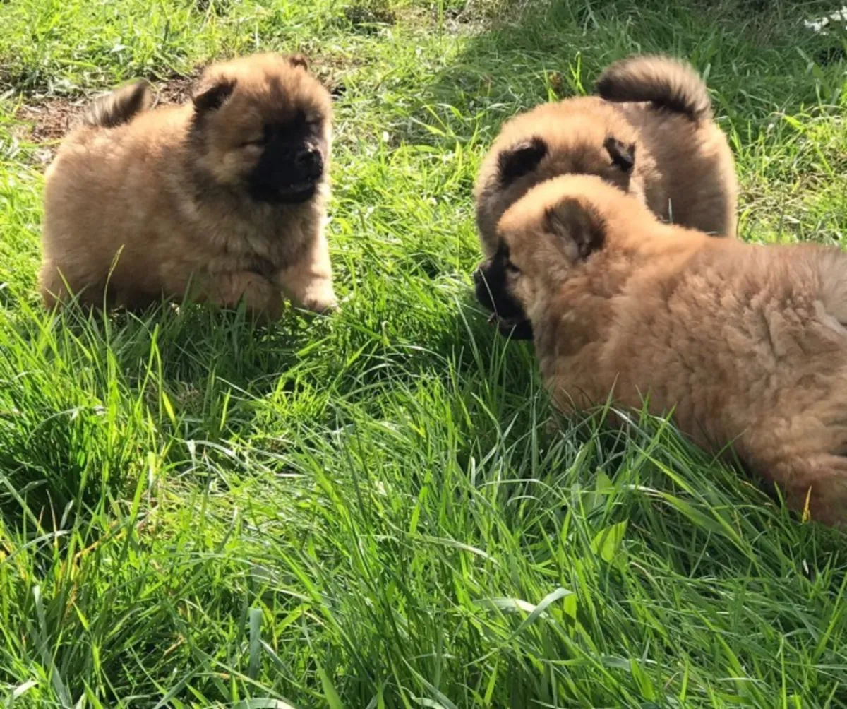 Cachorro Chow Chow macho en venta, 3 meses de edad