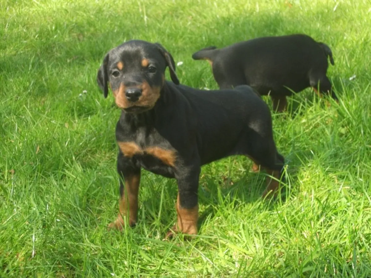 Chiots Doberman de excellent pedigree