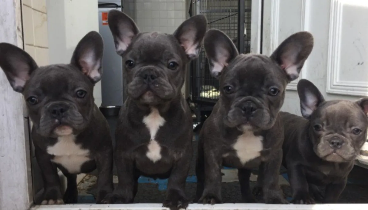 来自Omaga的优质Isabella Merle公母法国斗牛犬。