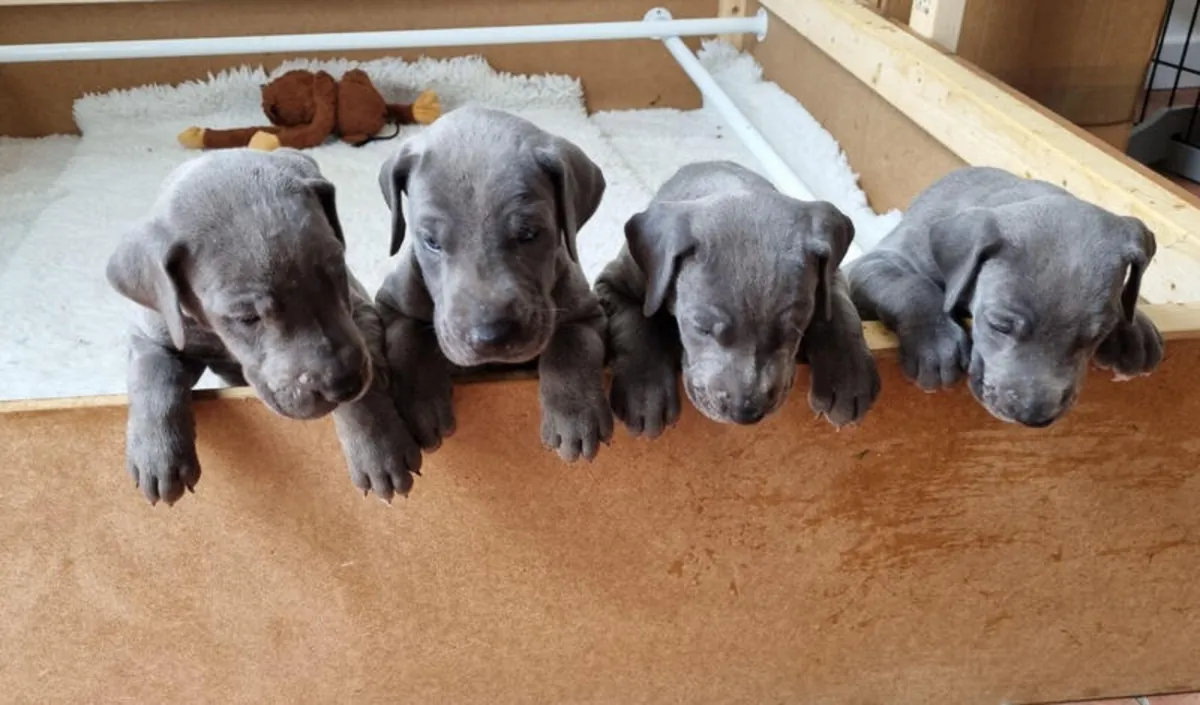 Perros y cachorros Gran Danés. 