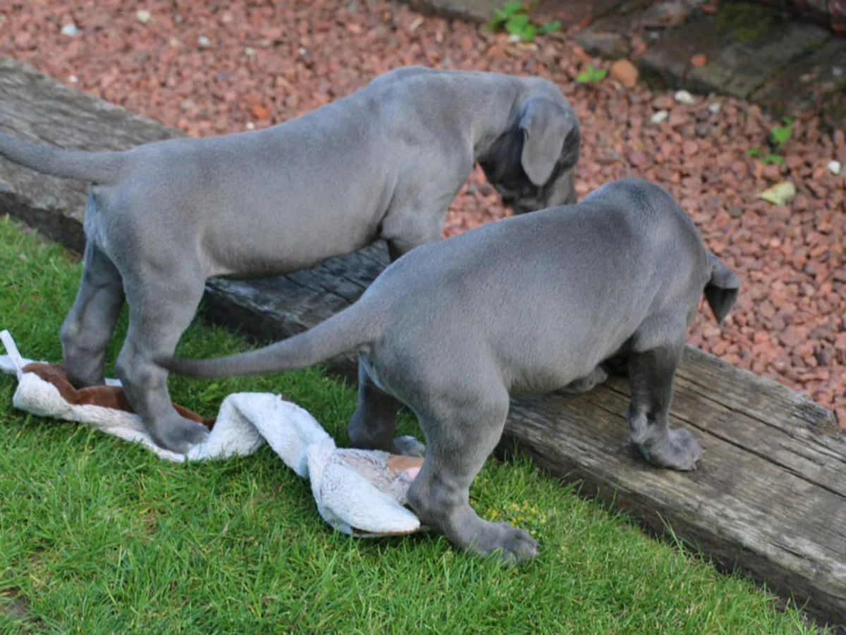 Perros y cachorros Gran Danés. 