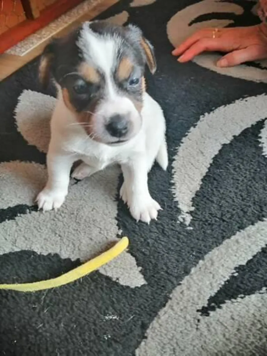 注册的纯种杰克拉塞尔幼犬