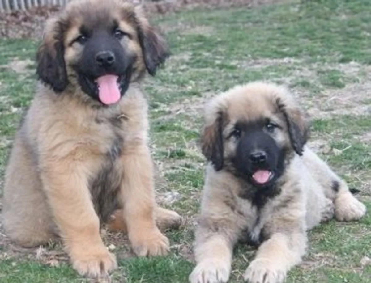 Chiens et chiots Leonberger d'Ekanje.