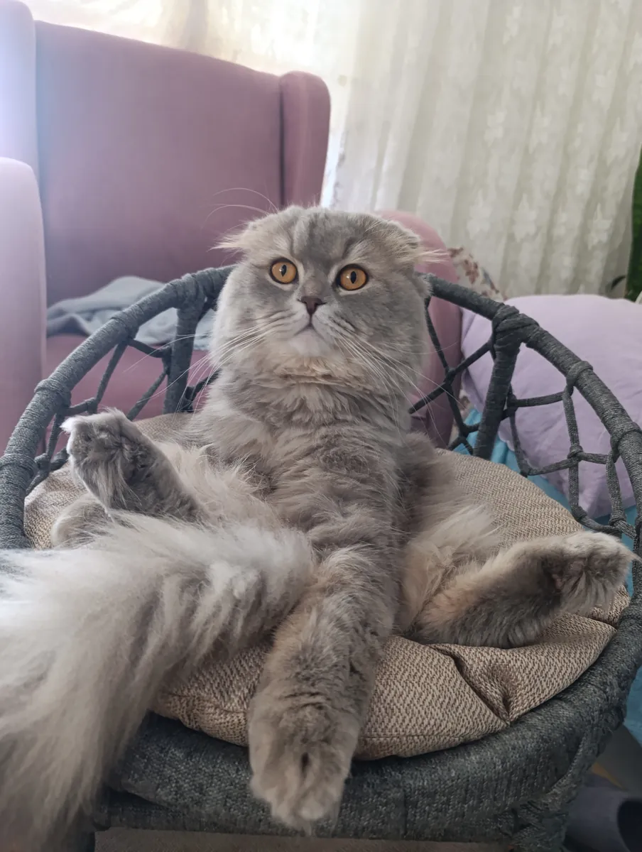Éduqué, propre, stérilisé Scottish Fold joueur