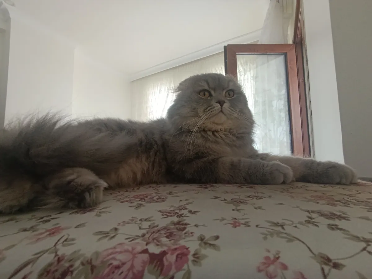 Éduqué, propre, stérilisé Scottish Fold joueur