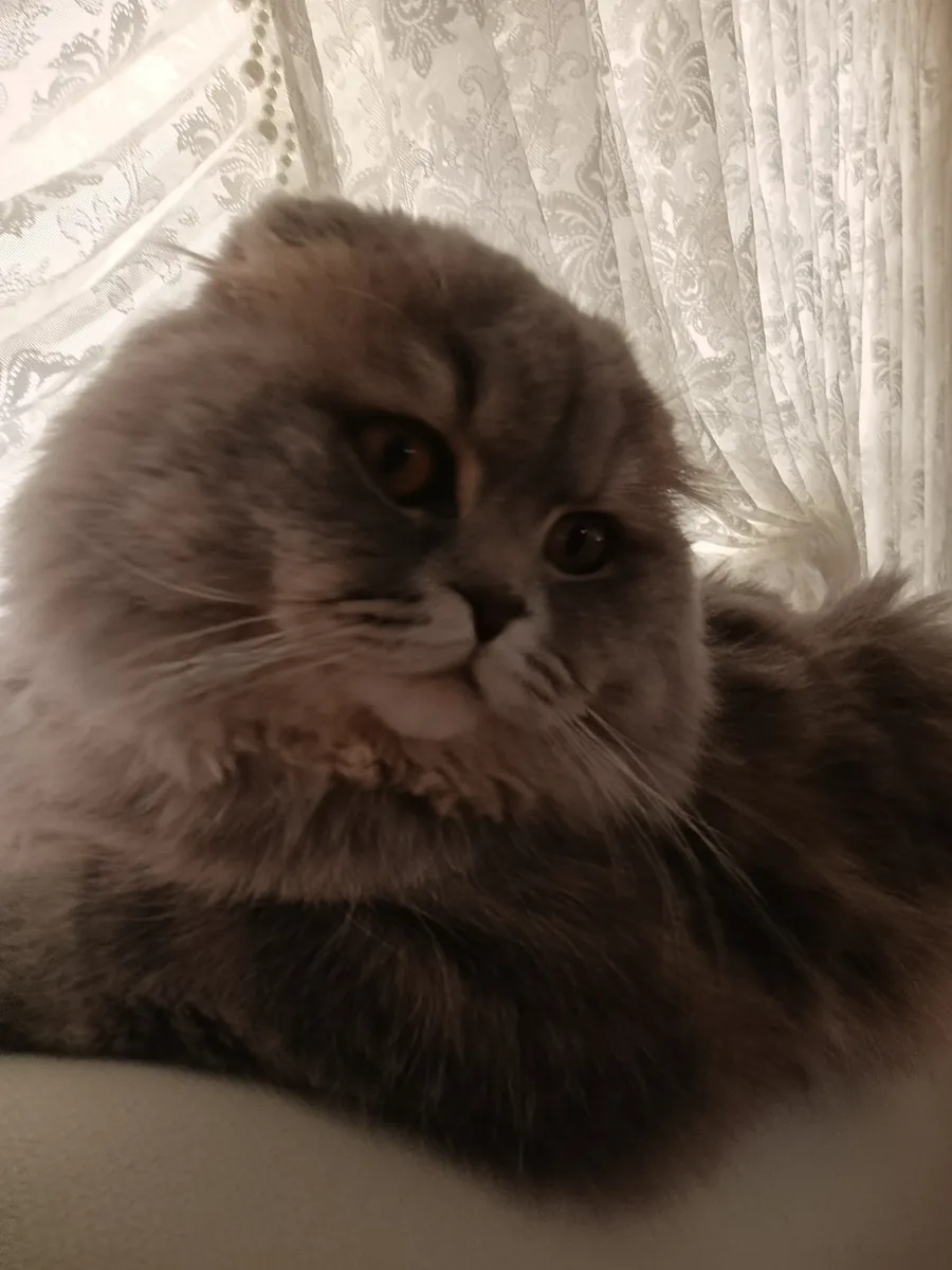 Семейный дружелюбный милый любопытный