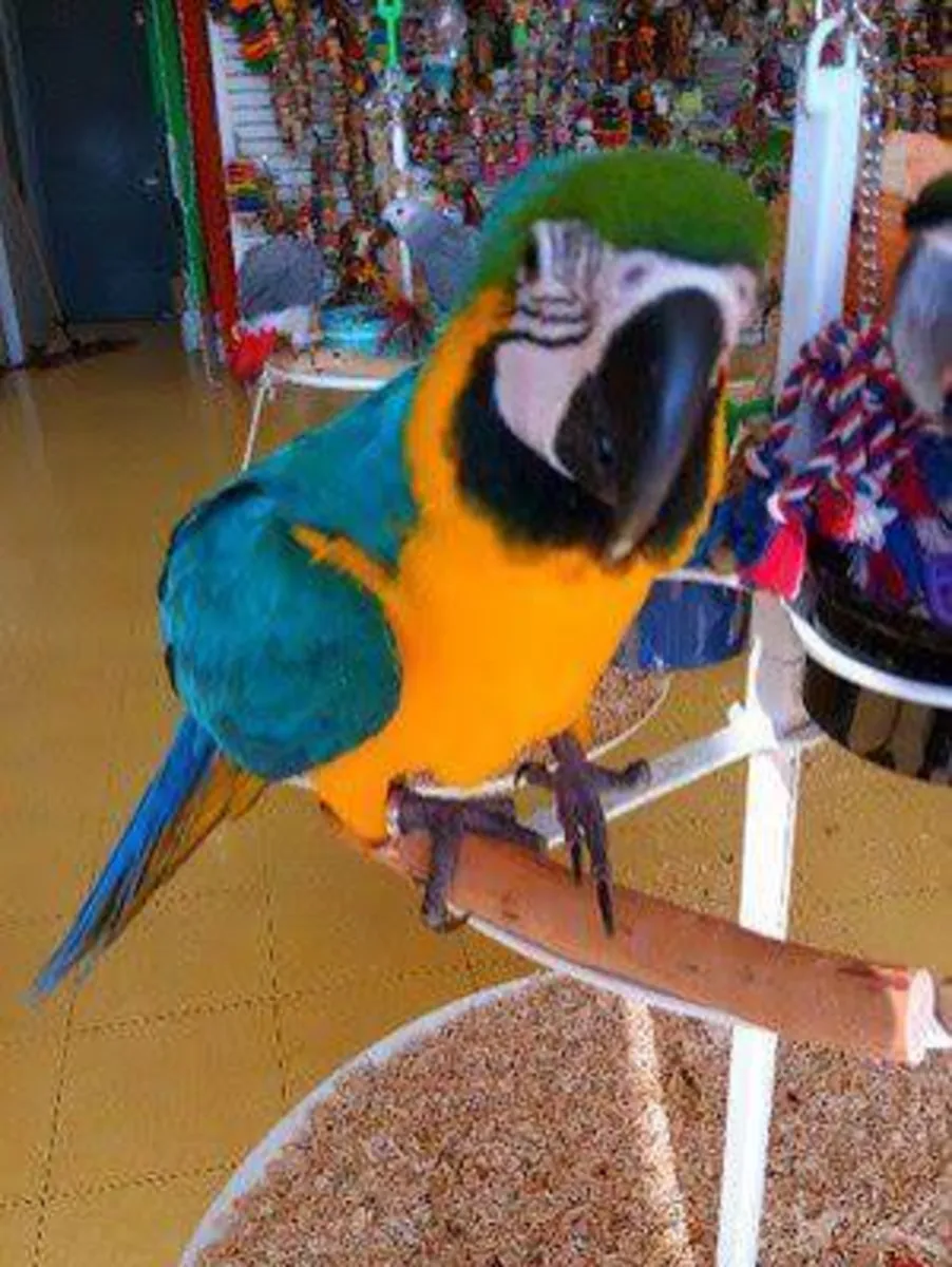 Blue & Gold Macaw Parrots Available Now