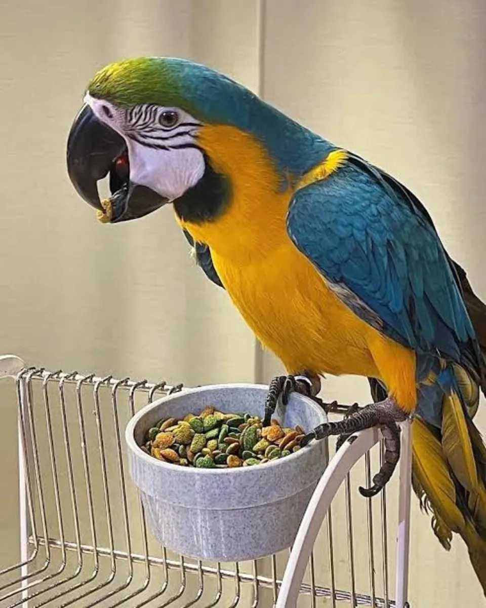 Pair Stunning Blue & Gold Macaws