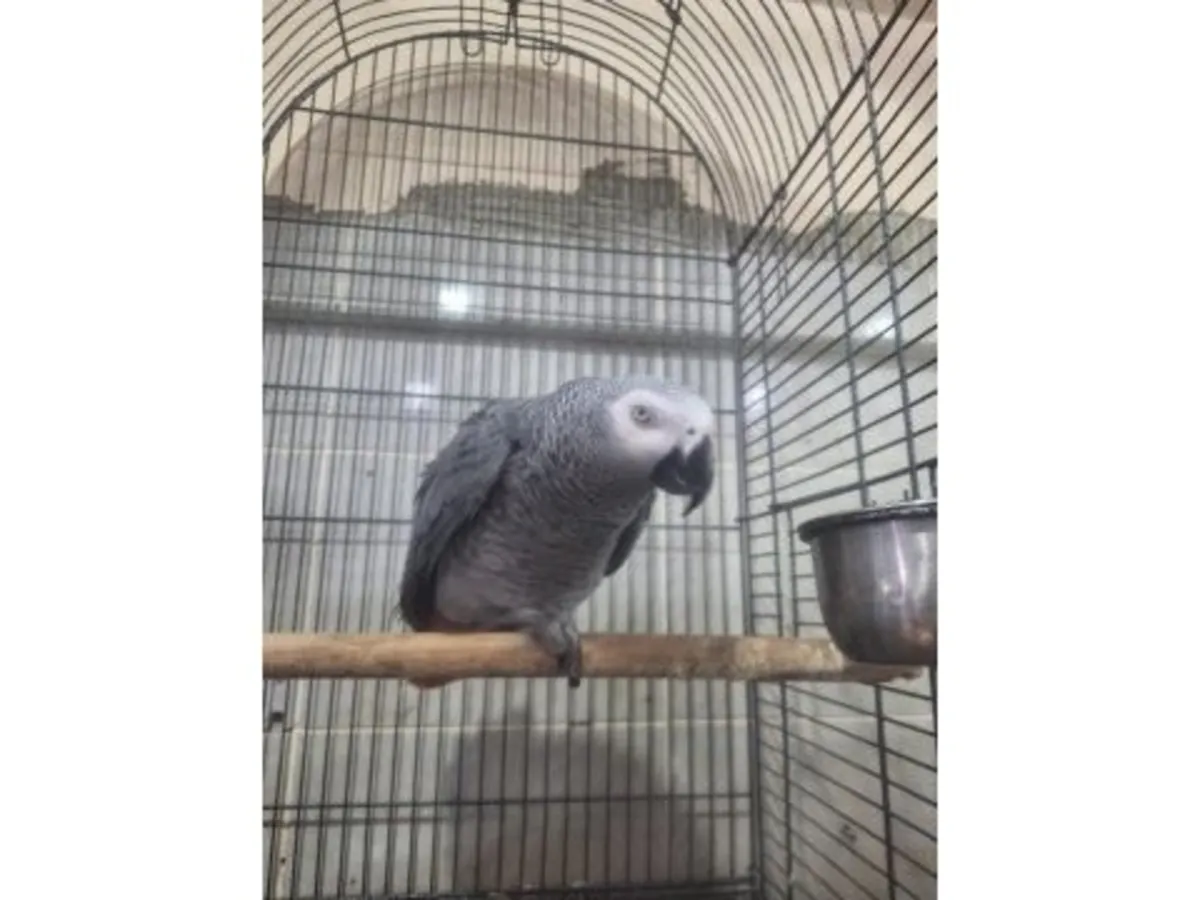 В доме можно завести разговорчивого африканского серого попугая, привыкшего к домашней обстановке.