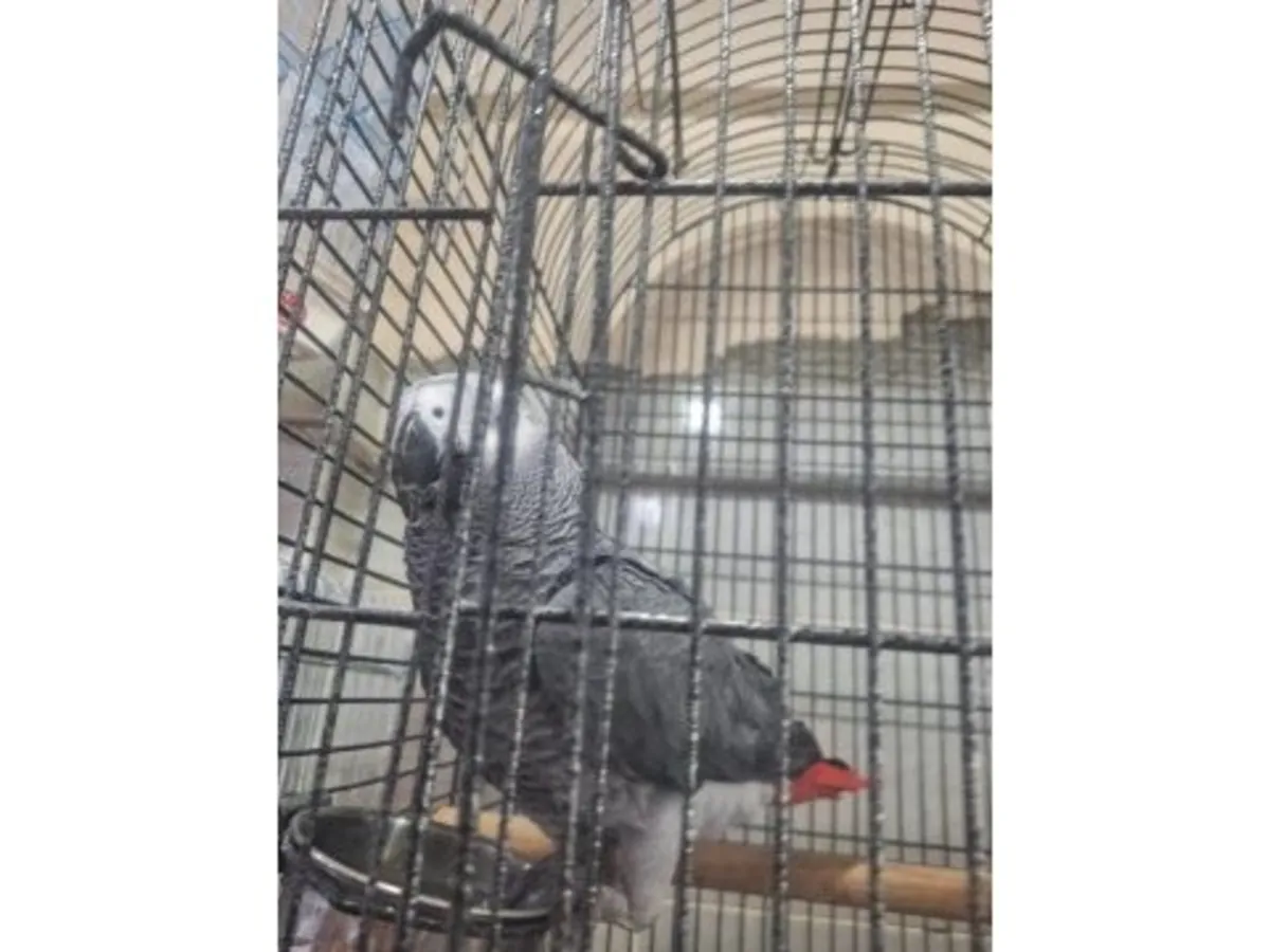 В доме можно завести разговорчивого африканского серого попугая, привыкшего к домашней обстановке.