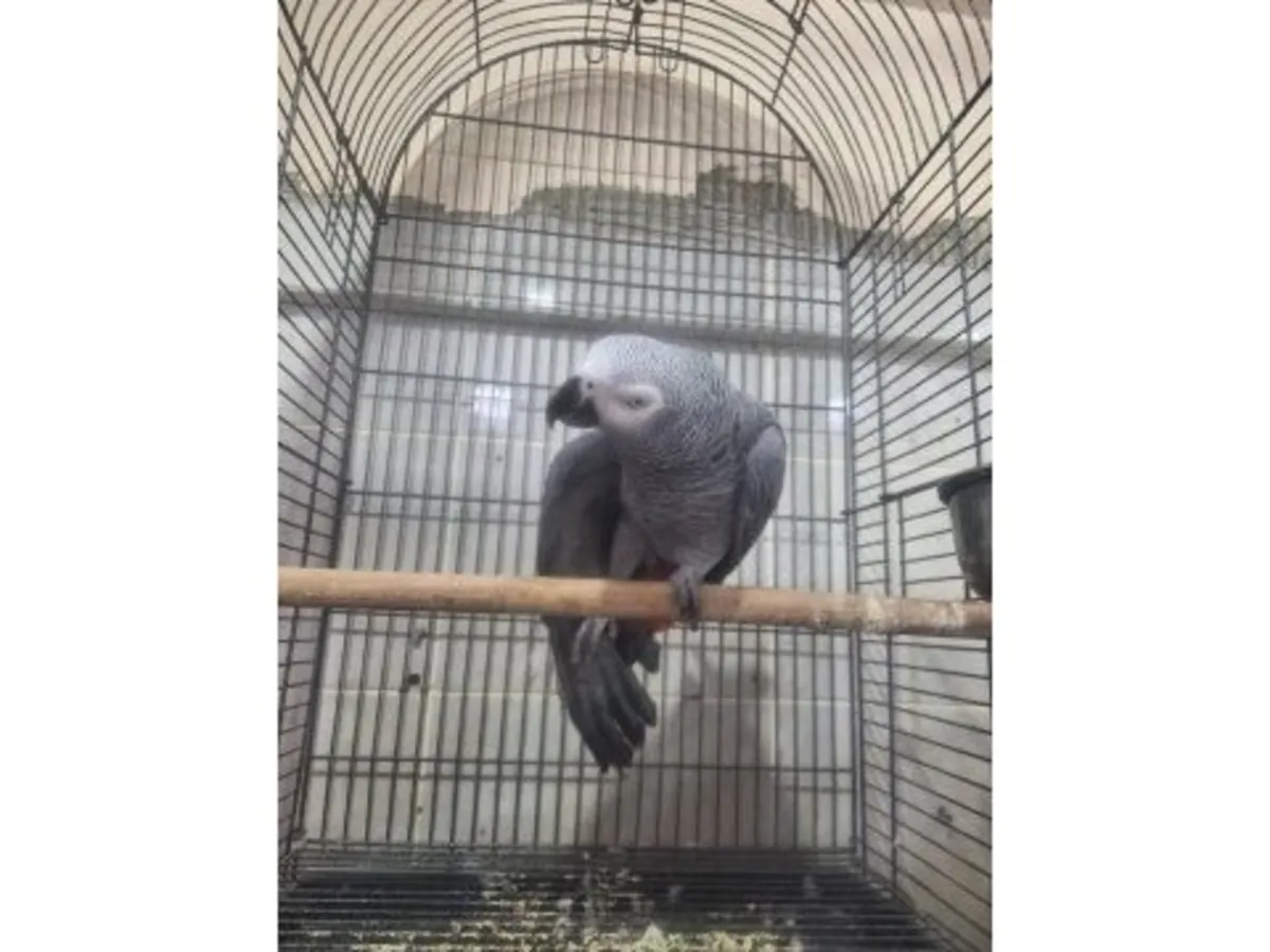 В доме можно завести разговорчивого африканского серого попугая, привыкшего к домашней обстановке.