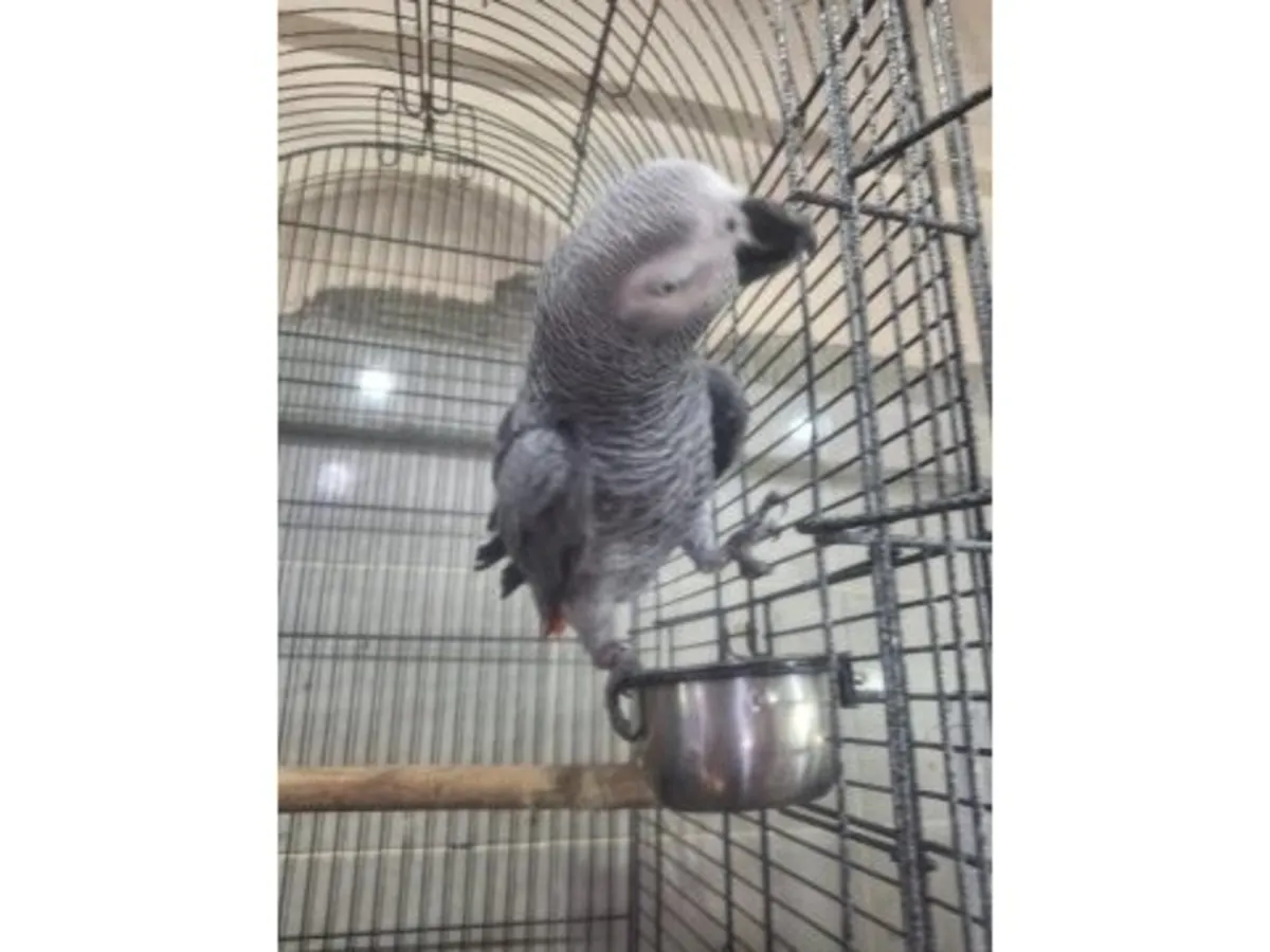 В доме можно завести разговорчивого африканского серого попугая, привыкшего к домашней обстановке.